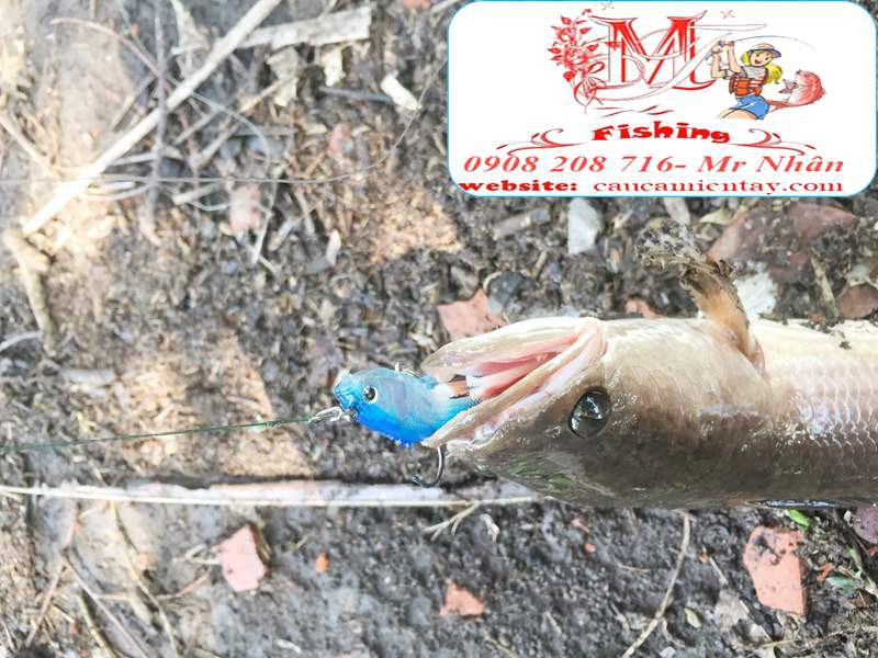 Mồi Mềm Câu Lure, Cá Lóc Bộ 5 Con Siêu Nhậy
