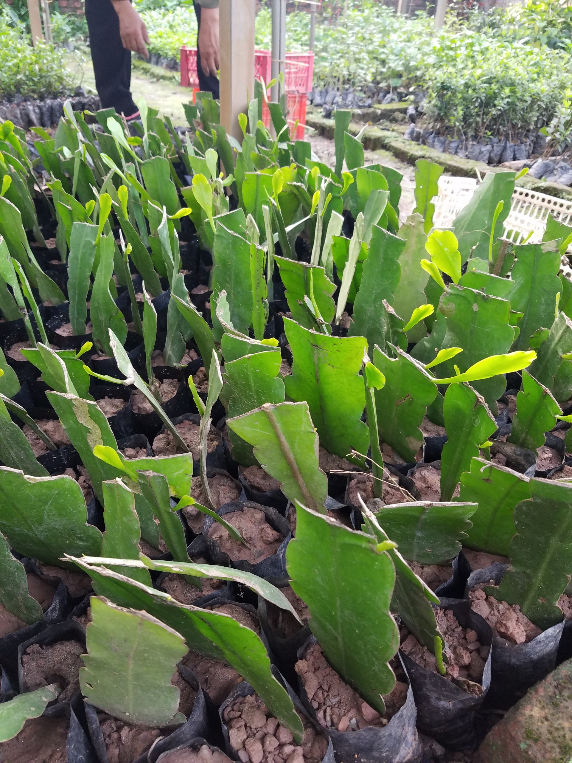 Dạ quỳnh ( quỳnh trắng ) - Cây trong bầu ổn định
