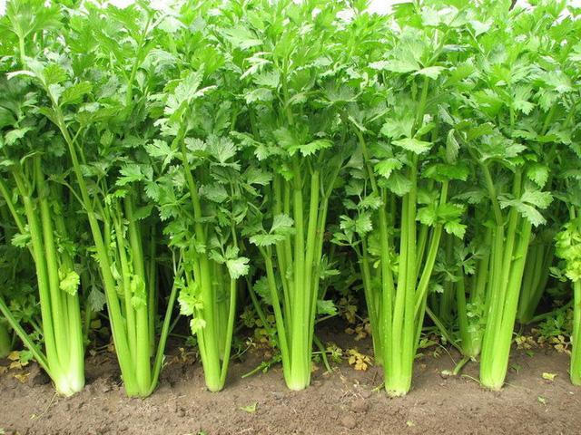 hạt giống rau cần cọng xanh