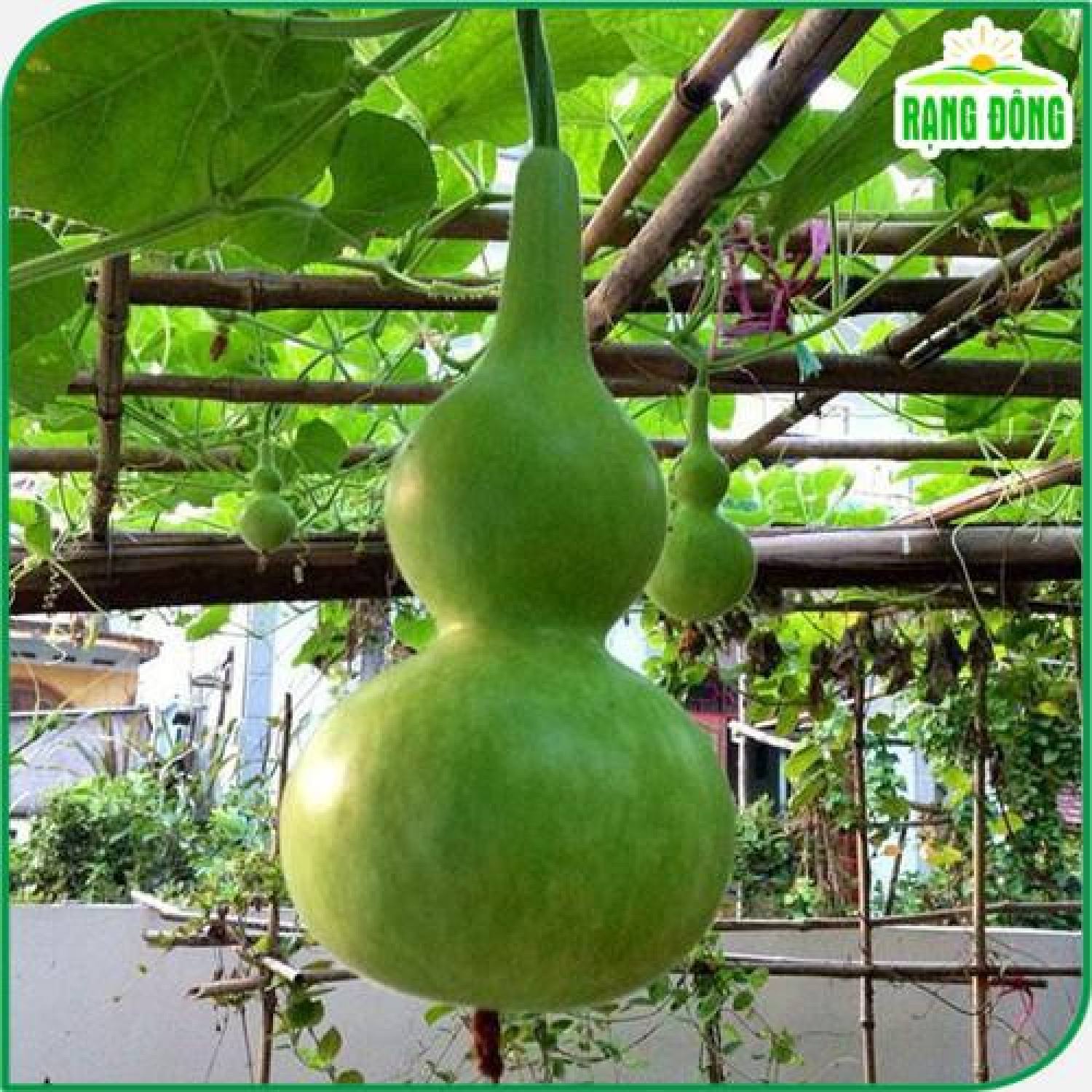 Hạt giống bầu hồ lô f1 nảy mầm tốt, trồng quanh năm - hạt giống rạng đông