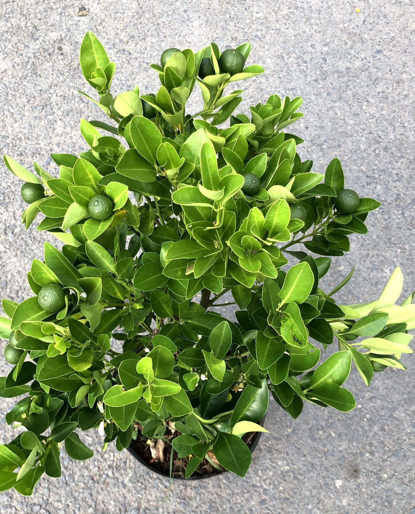 Cây Tắc chua đang có trái cao 90 - 100 cm