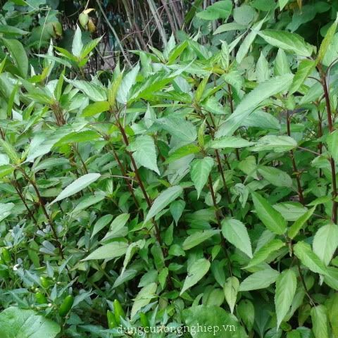 Hạt Giống Rau Đay Đỏ (Gói 10 Gram) - Dễ Trồng, Ăn Ngon