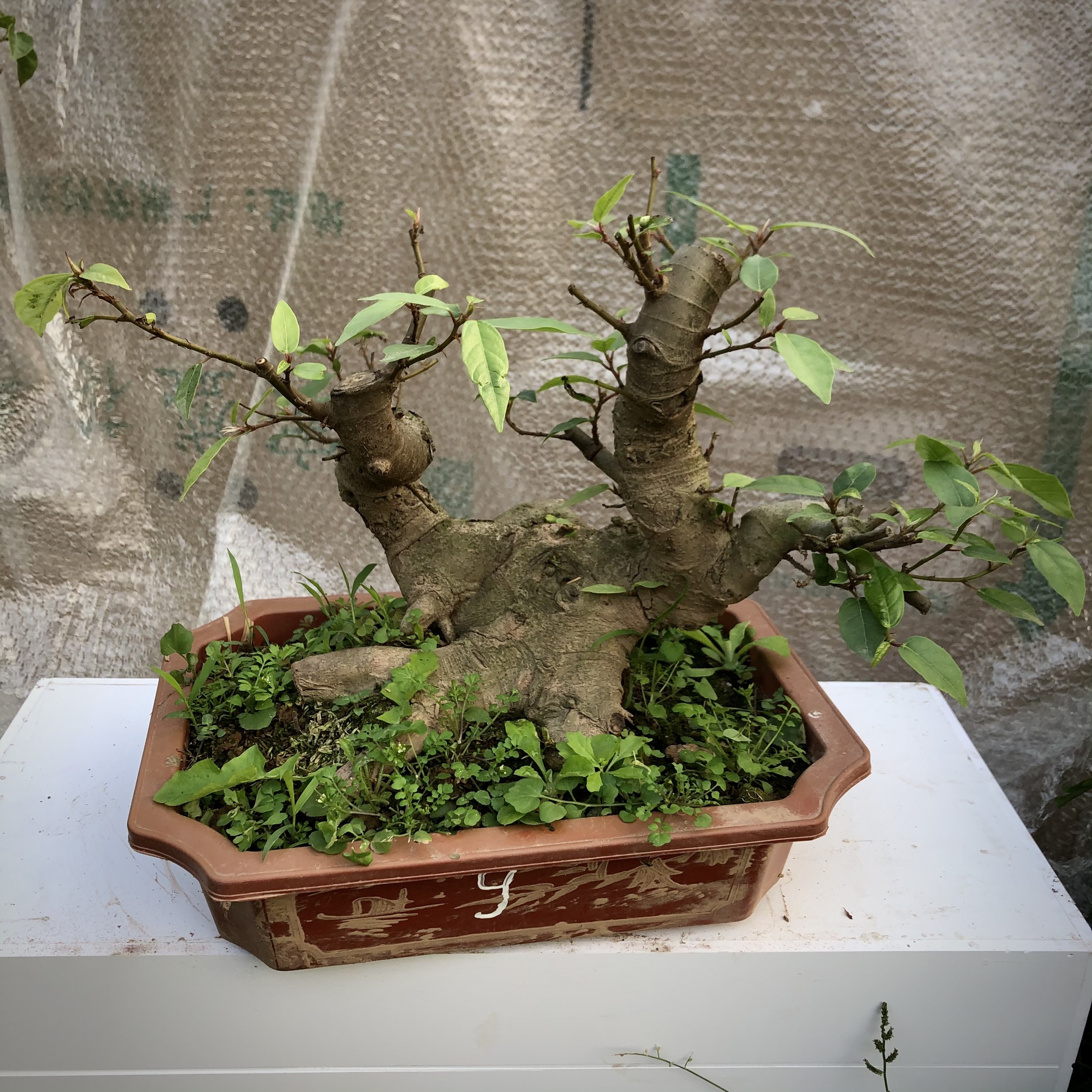 cây sung bonsai (9-18) ảnh thật đã đánh số tùy chọn