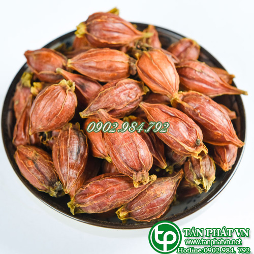Quả chi tử/ dành dành sấy khô 500g cao cấp - Thảo Dược Tấn Phát