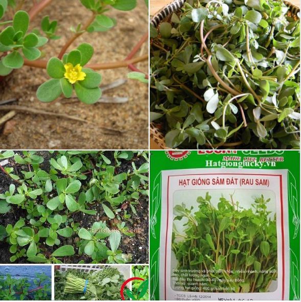 Túi 0.5 Gram Hạt giống rau sam