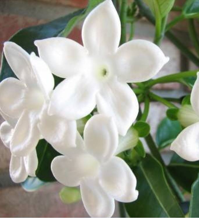 Hạt giống hoa nhài ( hoa lài) - 1 gói 10 hạt