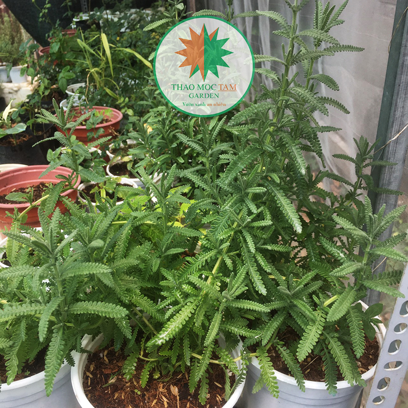 Cây Oải hương S15 - Lavender Dentata