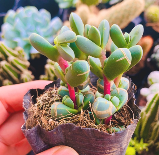 SEN ĐÁ TIM SIZE BÉ SIÊU KHỎE, ĐẸP LỖI 1 ĐỔI 1