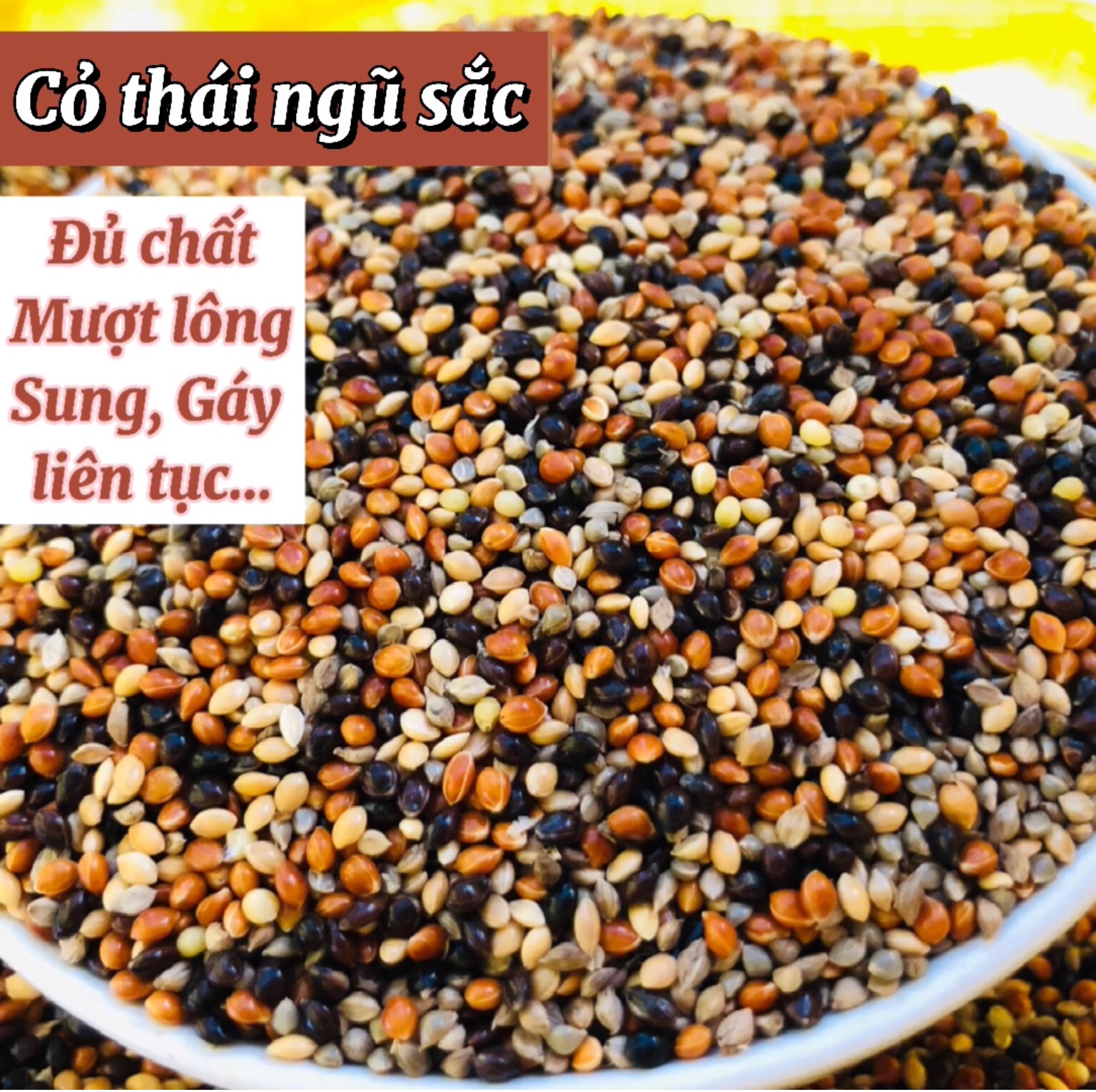 Cỏ thái chim cu gáy Javan 500gram