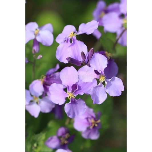 Hạt giống hoa Violet Nhật (hoa cải tím) gói 100 hạt