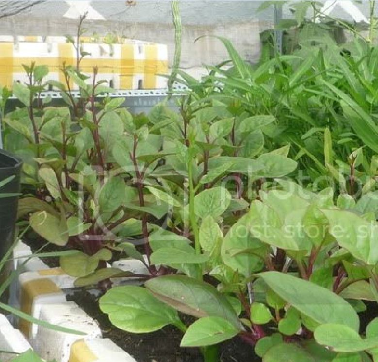 Hạt Giống Rau Mồng Tơi Tím  - Gói 3gram