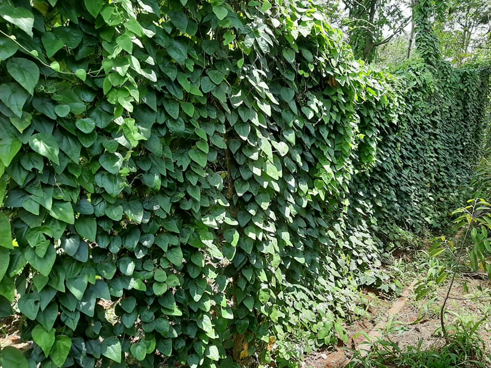 Combo 10 miếng nang mực, mai mực tự nhiên