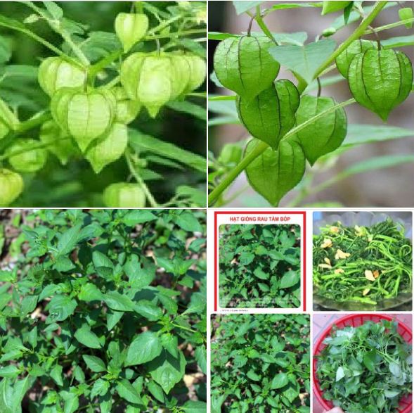 Túi 0,5 Gr Hạt Giống Rau tầm bóp