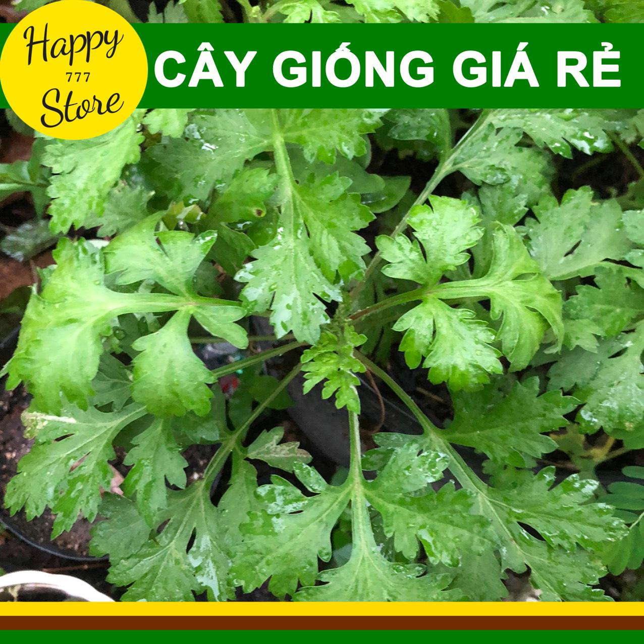 Cây Ngải Cứu (Chậu 3 Cây) HAPPY_STORE