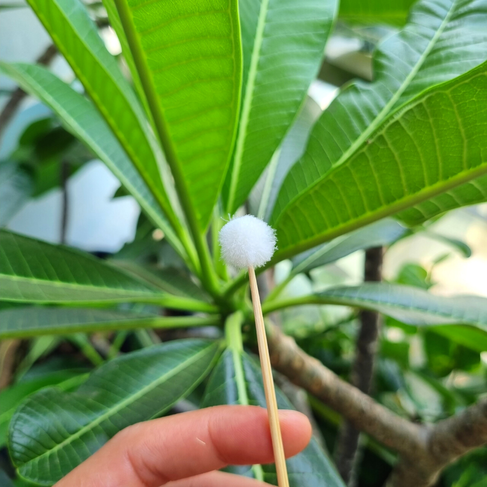 [ ComBo 10 Cây ] Bông se tai lông vịt chuẩn không xù lông