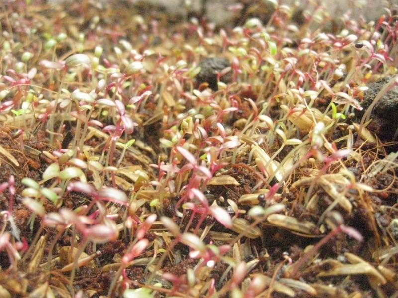 Hạt giống Dền khoang cao sản ( 20gr/gói )