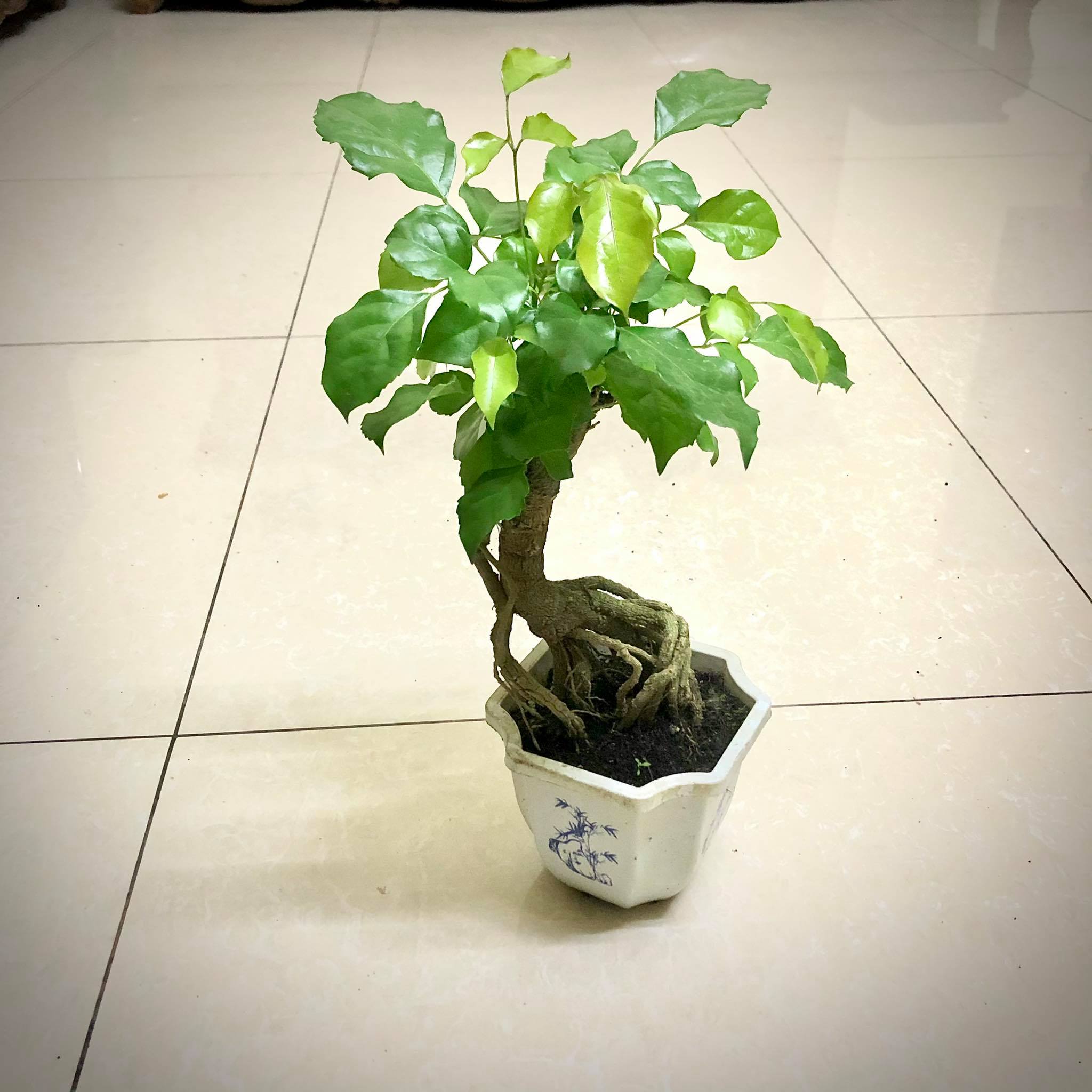 Cây hạnh phúc  Bonsai cao 25-30 cm