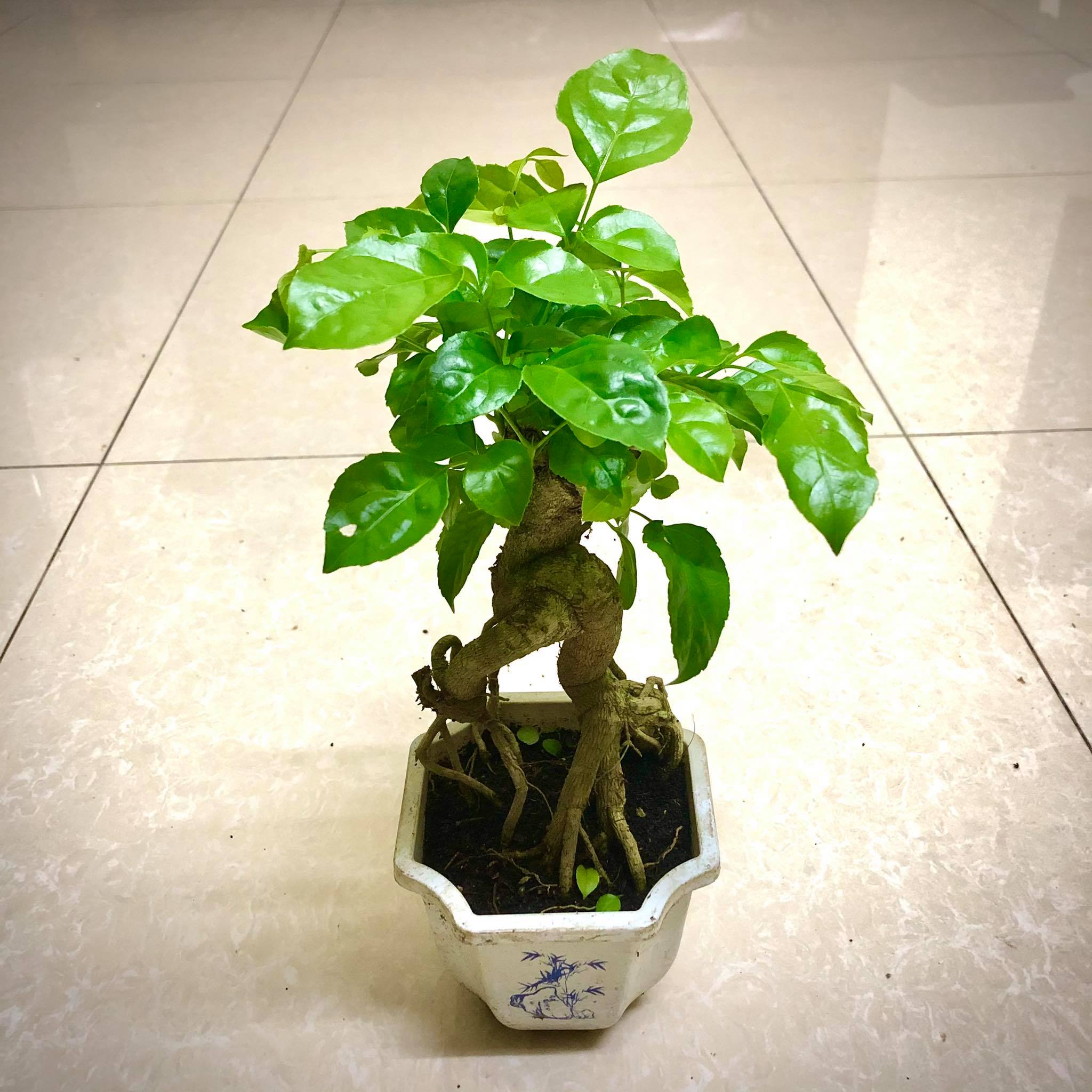 Cây hạnh phúc  Bonsai cao 25-30 cm