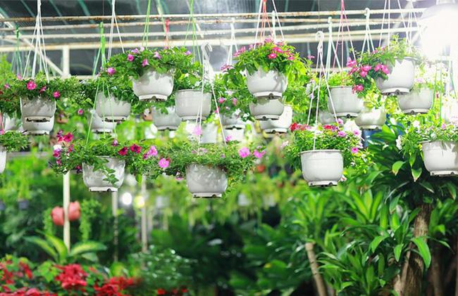 Chậu treo tròn 19cmx13cm