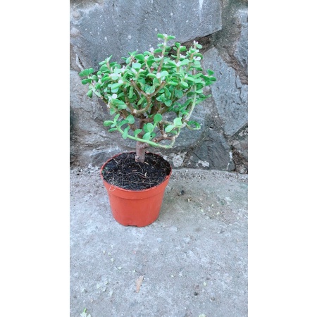 Cành Vàng Lá Ngọc Xanh Cổ Thụ