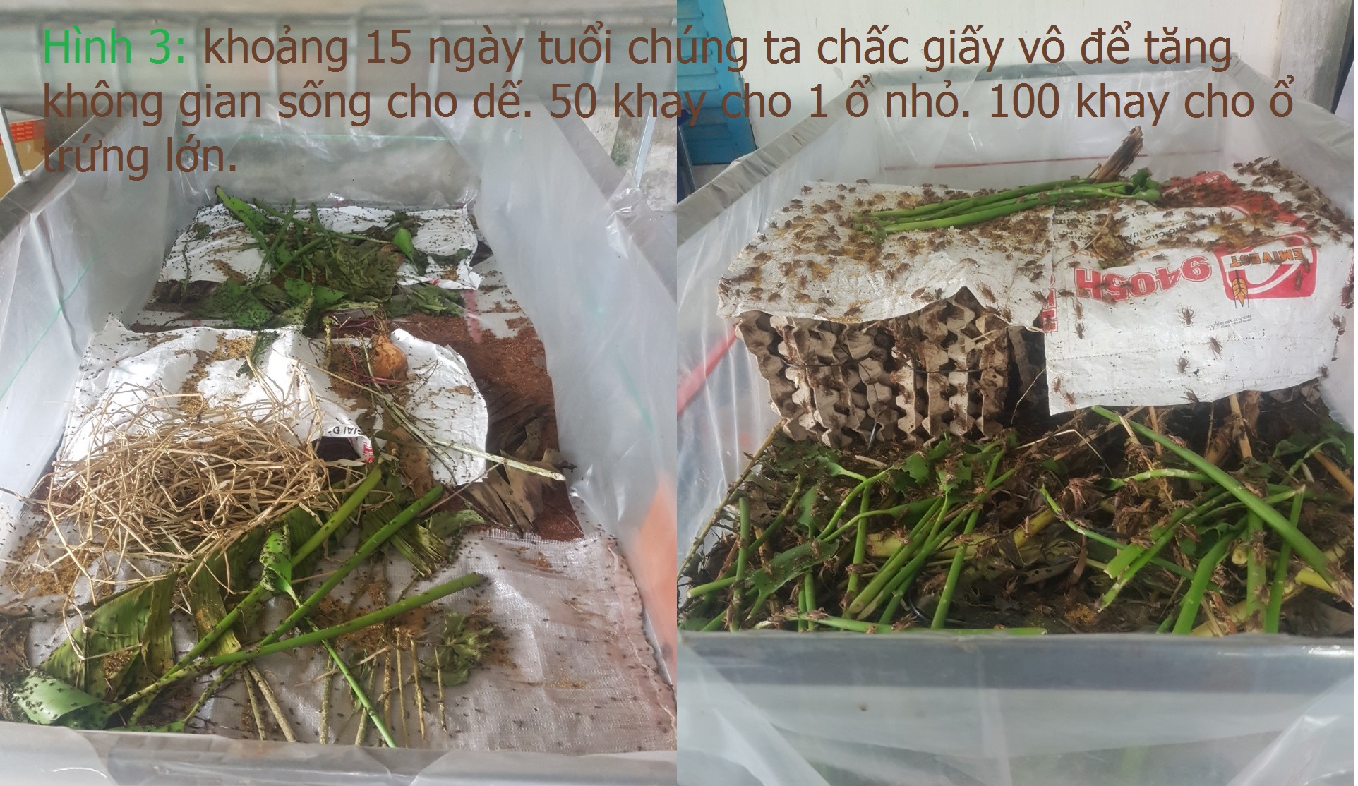 ổ trứng dế mèn thái - đạt 15kg thành phẩm.