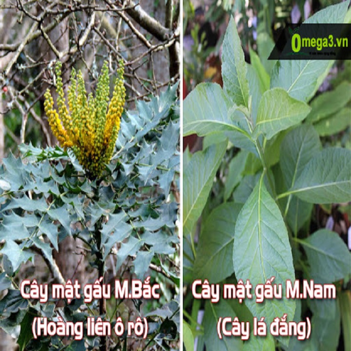 Giống cây mật gấu rất dễ trồng