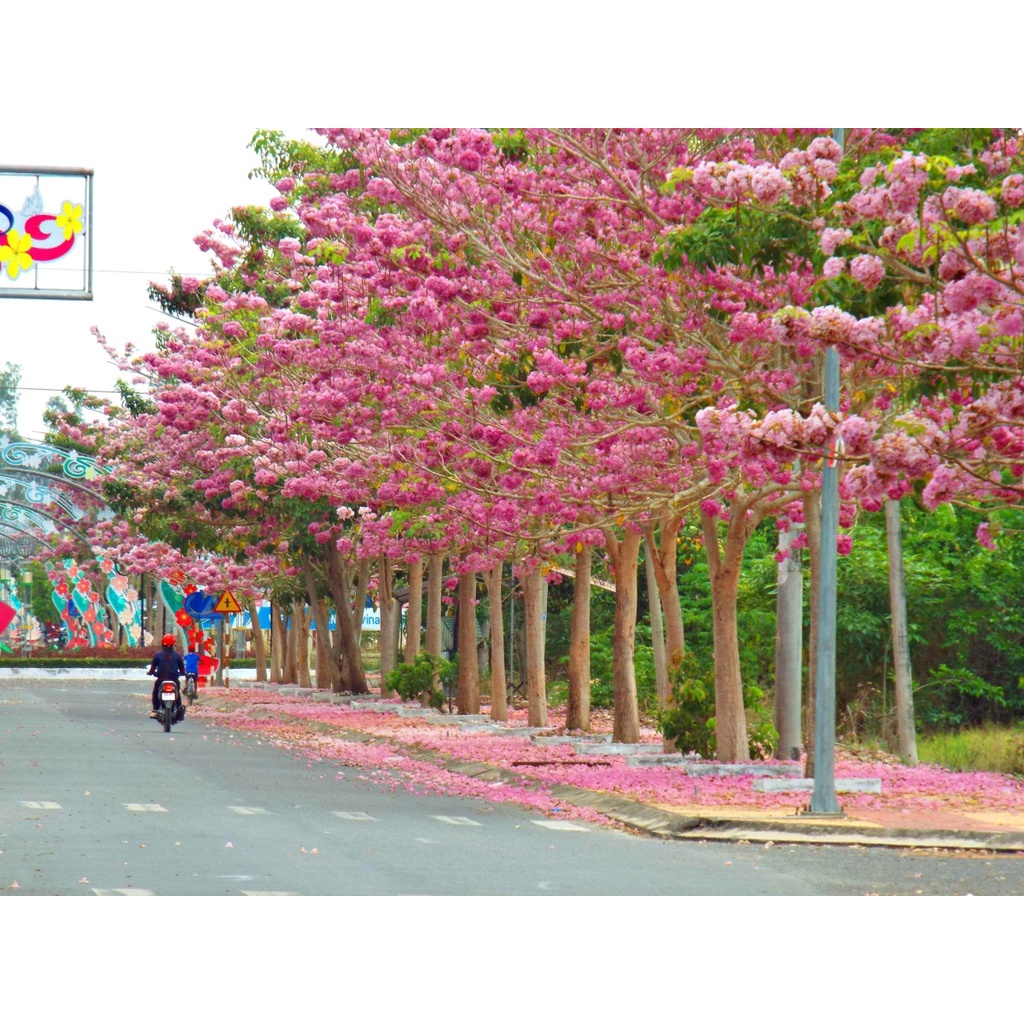 Cây Kèn Hồng - cây cảnh sân vườn
