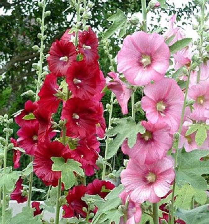 Hạt giống hoa mãn đình hồng 1g