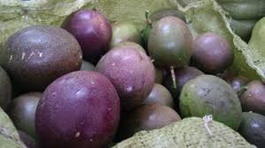 CÂY GIỐNG CHANH LEO TÍM