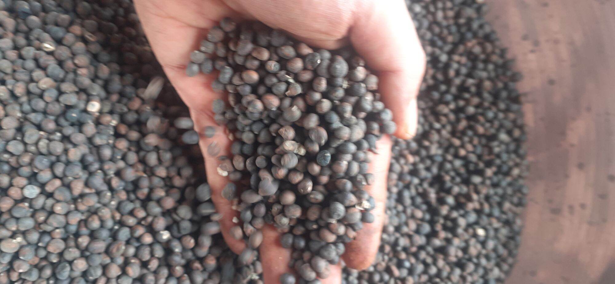900gram hạt bông gòn giống