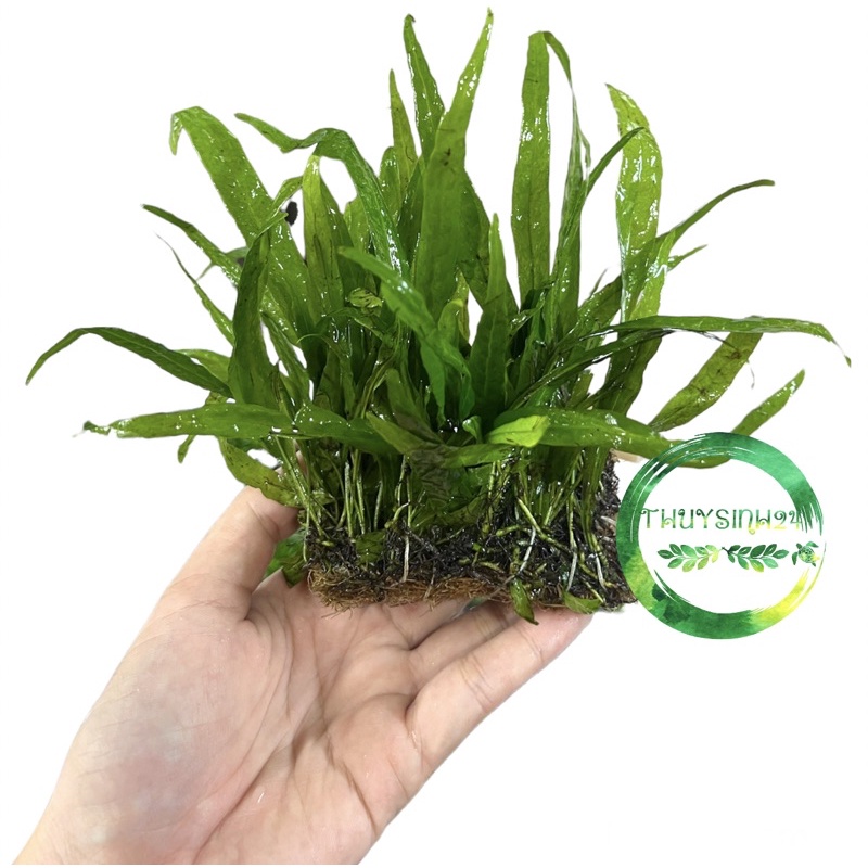 Dương xỉ lá hẹp - dương xỉ miếng - cây thủy sinh dễ trồng , dán đá lũa