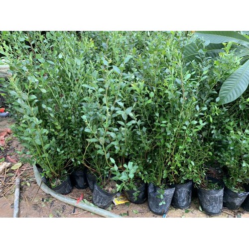 (Cây ăn quả) việt quất