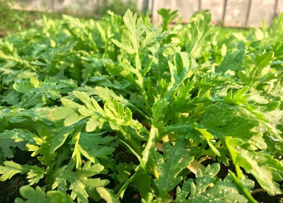 Gói 20g hạt giống tần ô Garland