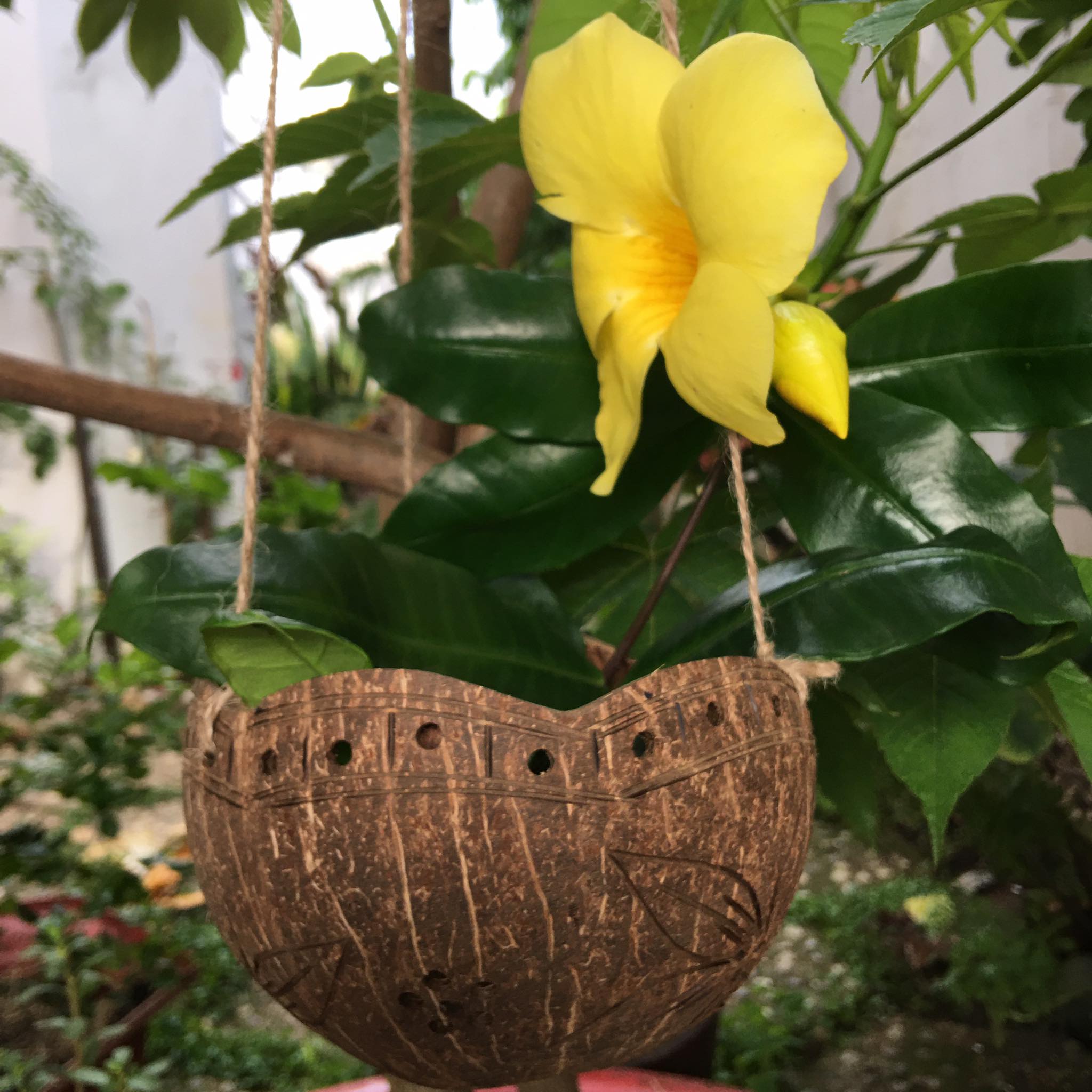 [Tặng kèm dây treo, có video] Chậu  Bằng Gáo Dừa,Vỏ Dừa Có Khắc Hoa Văn -LaDuDecor