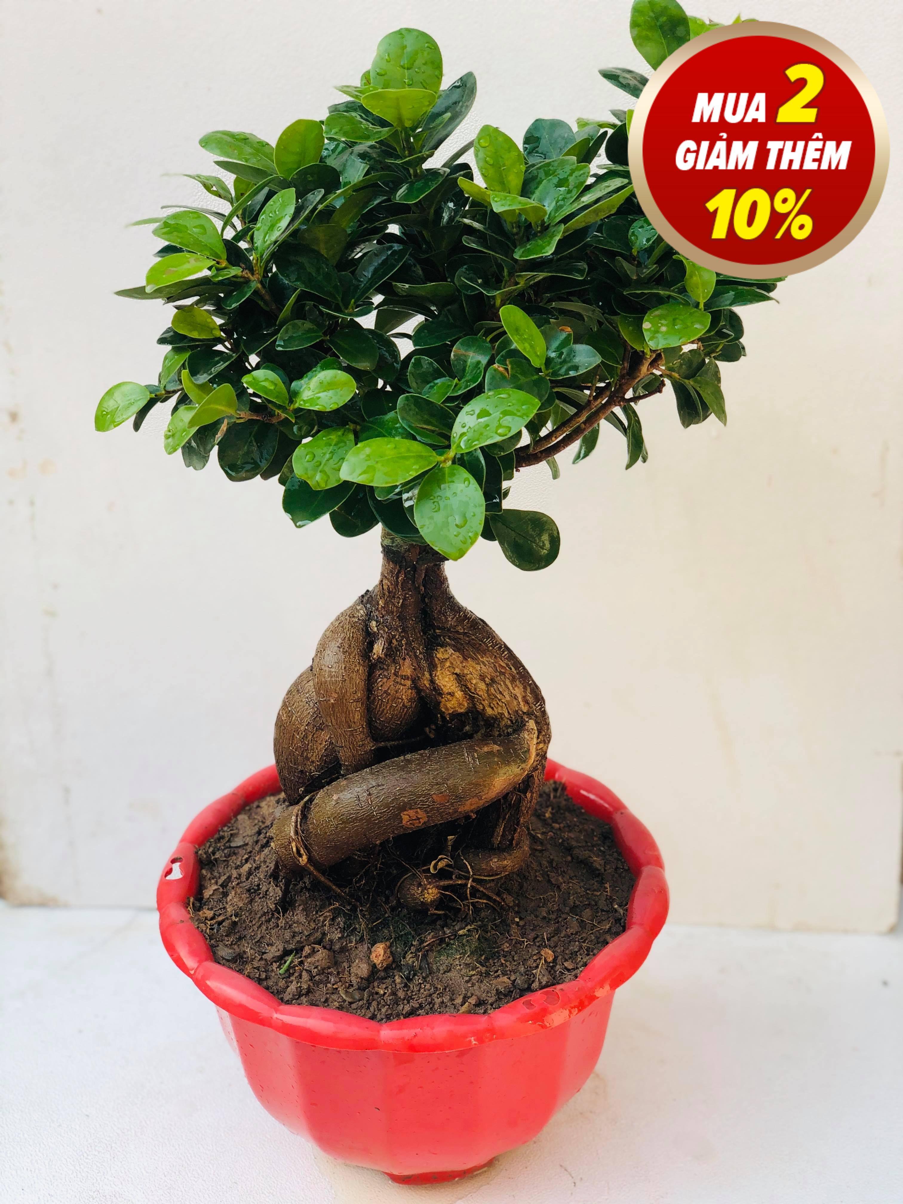 Cây bon sai si nhật 4