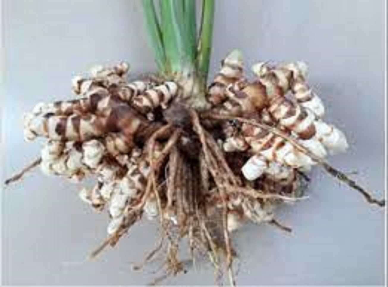 Cây nghệ trắng rừng