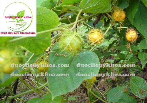 [XẢ KHO] Cây lạc tiên dành cho người mất ngủ
