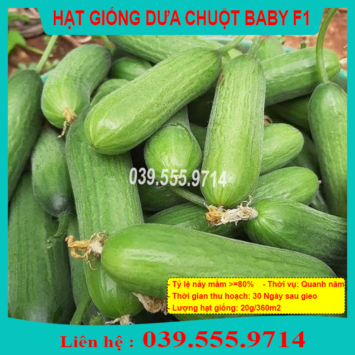 Hạt giống dưa chuột chùm siêu trái