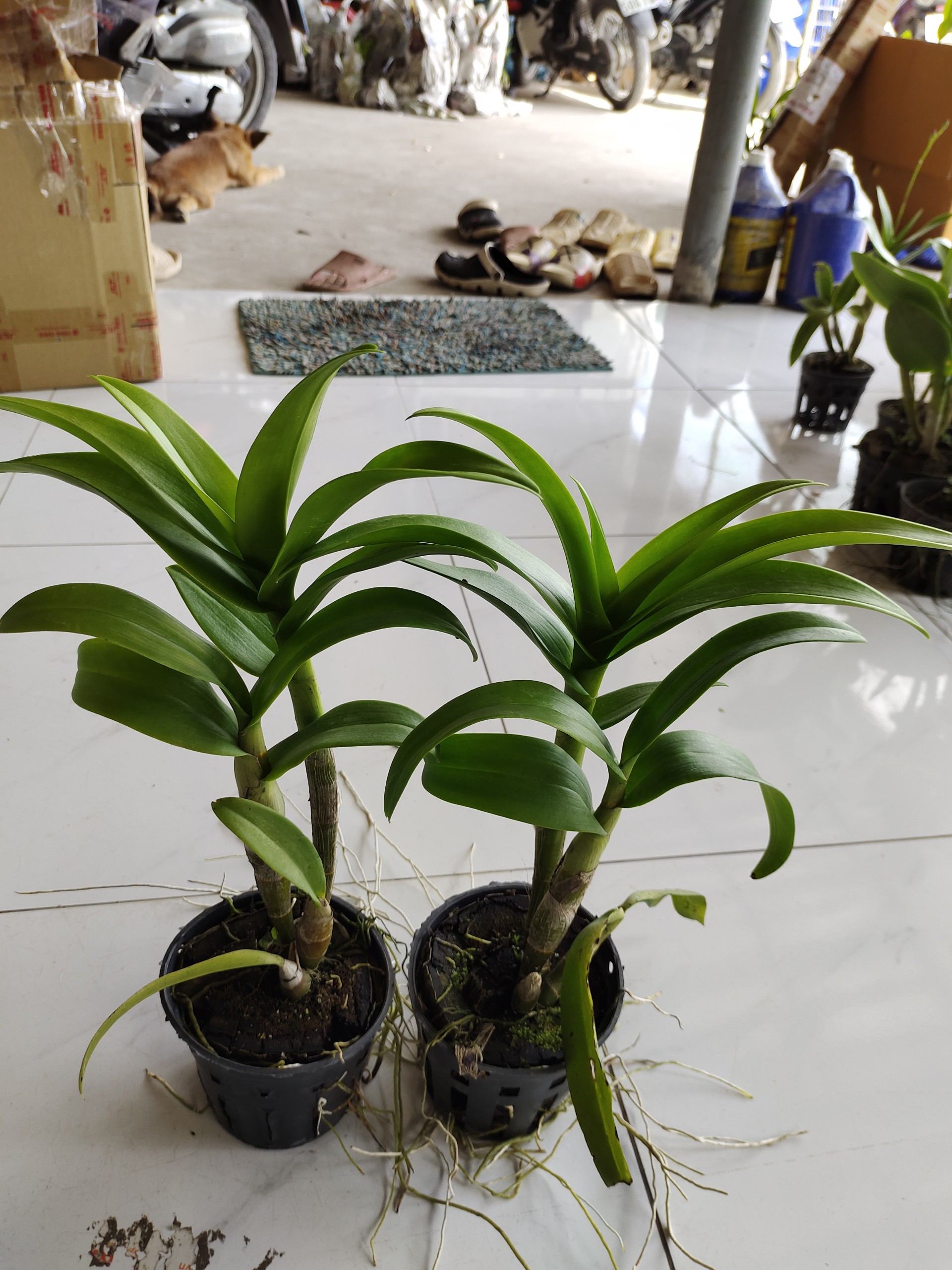 Den lai Hồ Điệp hoa màu tím