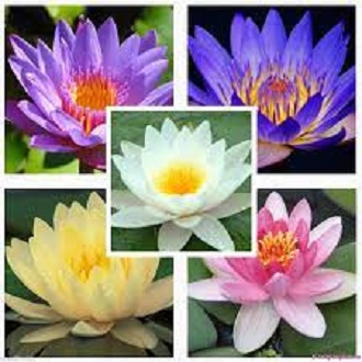 Củ hoa súng Thái nhiều màu