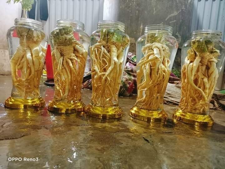 [CHÍNH HẢNG] củ đinh lăng tươi loại nguyên củ 5kg