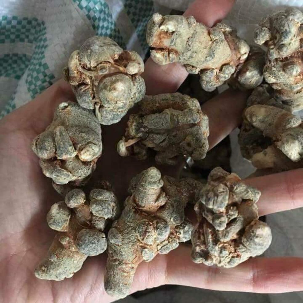 Củ Tam Thất Bắc 1Kg Hàng 70 Củ