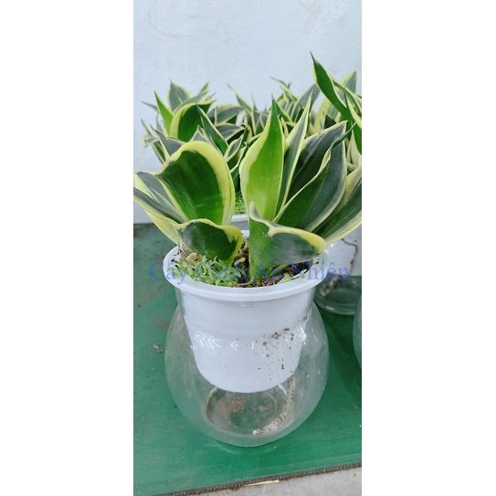 Chậu cây lưỡi hổ thái trồng thuỷ canh
