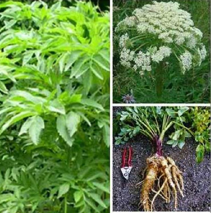 Hạt giống Bạch.chỉ - cây dược.liệu làm.thu.ốc - Gói 50 hạt