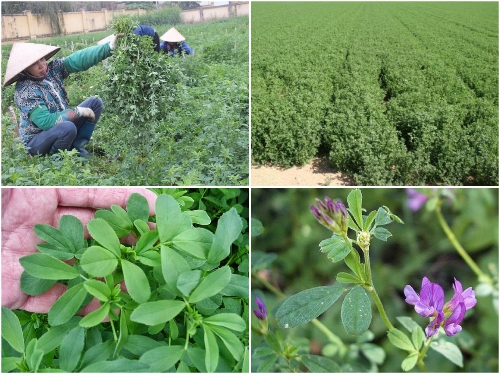[HCM]Hạt Giống Cỏ Đậu ALFALFA - Gói 100gr