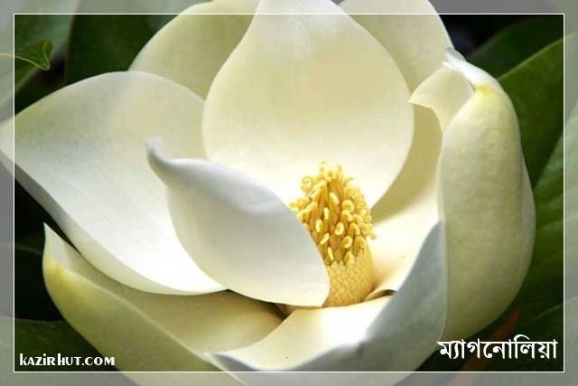 Nguyên chậu cây hoa dạ hợp trắng tinh khôi, thơm dịu dàng