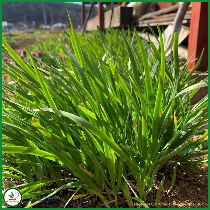 Hạt giống rau hẹ ta -gói 1 gram(tặng kèm phân bón)