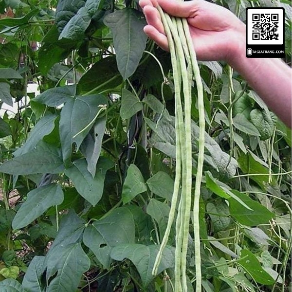 Hạt giống đậu đũa (đậu dải áo)