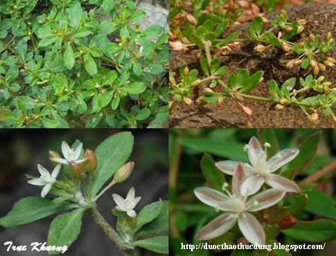Hạt giống rau đắng đất - (Gói 0.1gram)