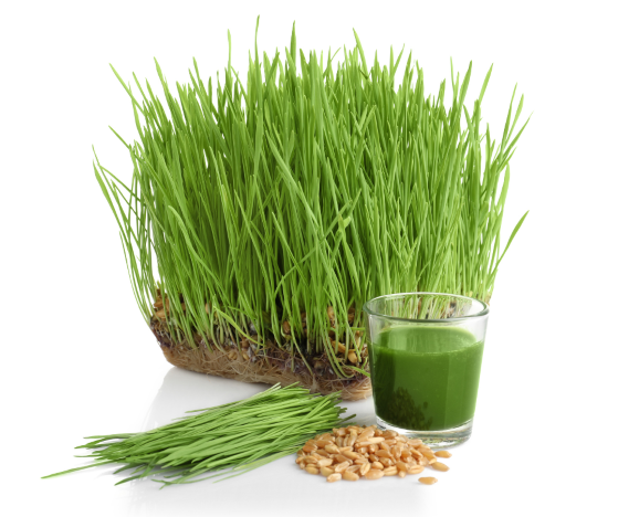 WHEAT SEEDS